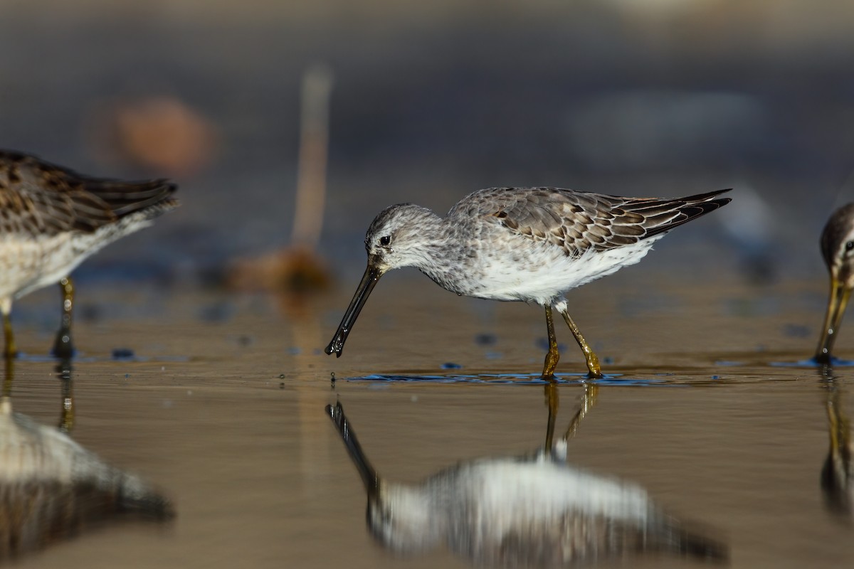 Stilt Sandpiper - Scott Carpenter