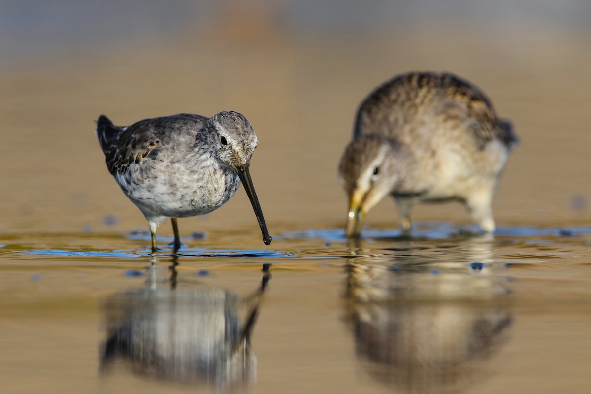 Stilt Sandpiper - ML552694171