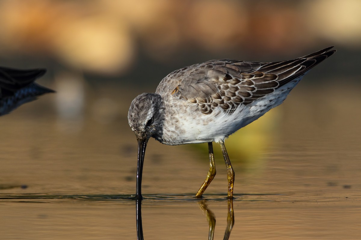 Stilt Sandpiper - Scott Carpenter