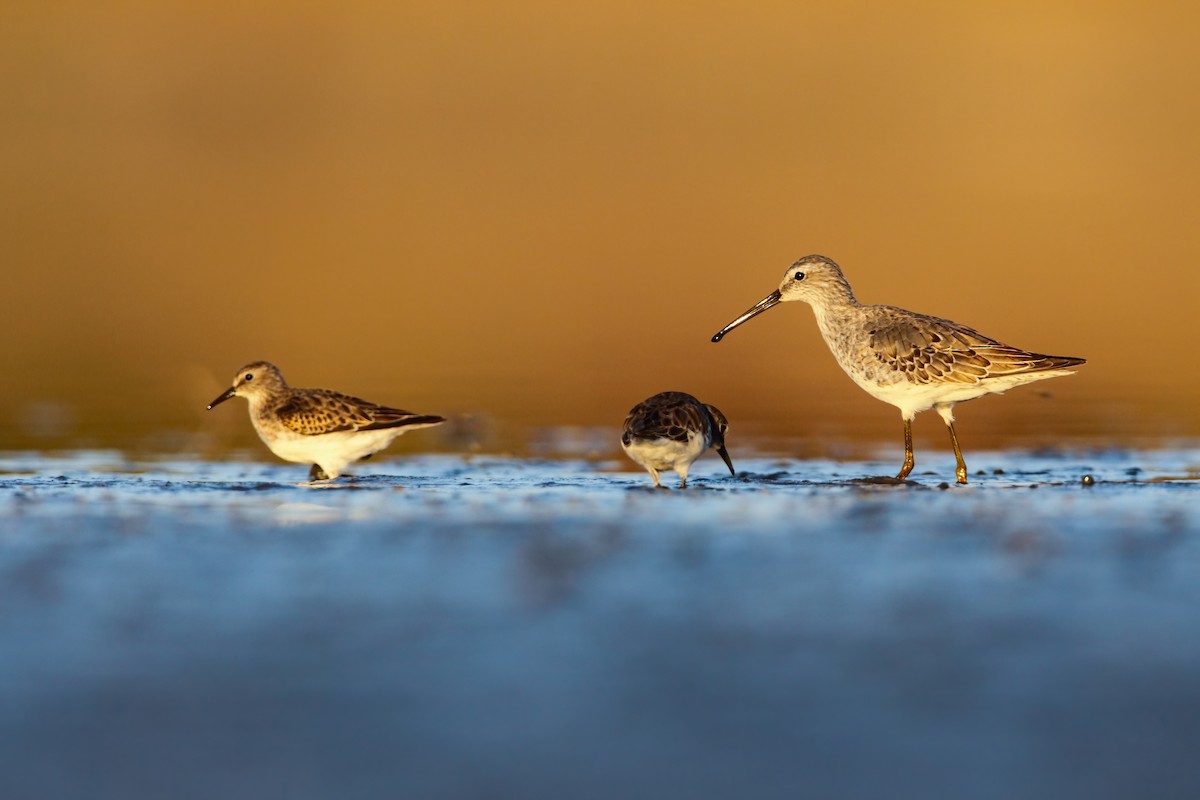 Stilt Sandpiper - ML552694241