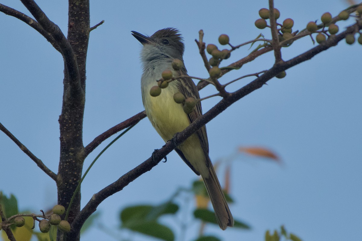 Brown-crested Flycatcher (Cooper's) - Dario Taraborelli