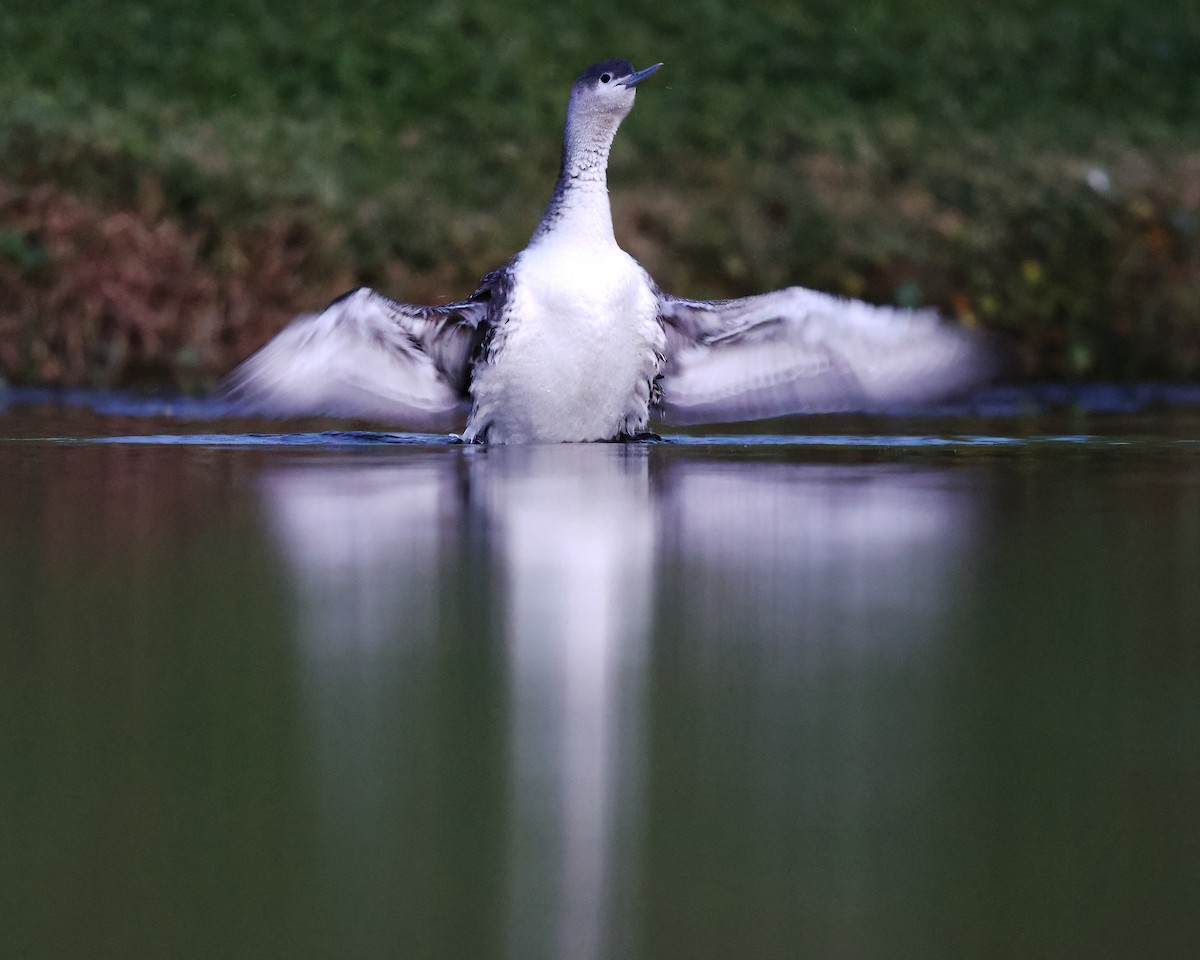 Red-throated Loon - ML552695741