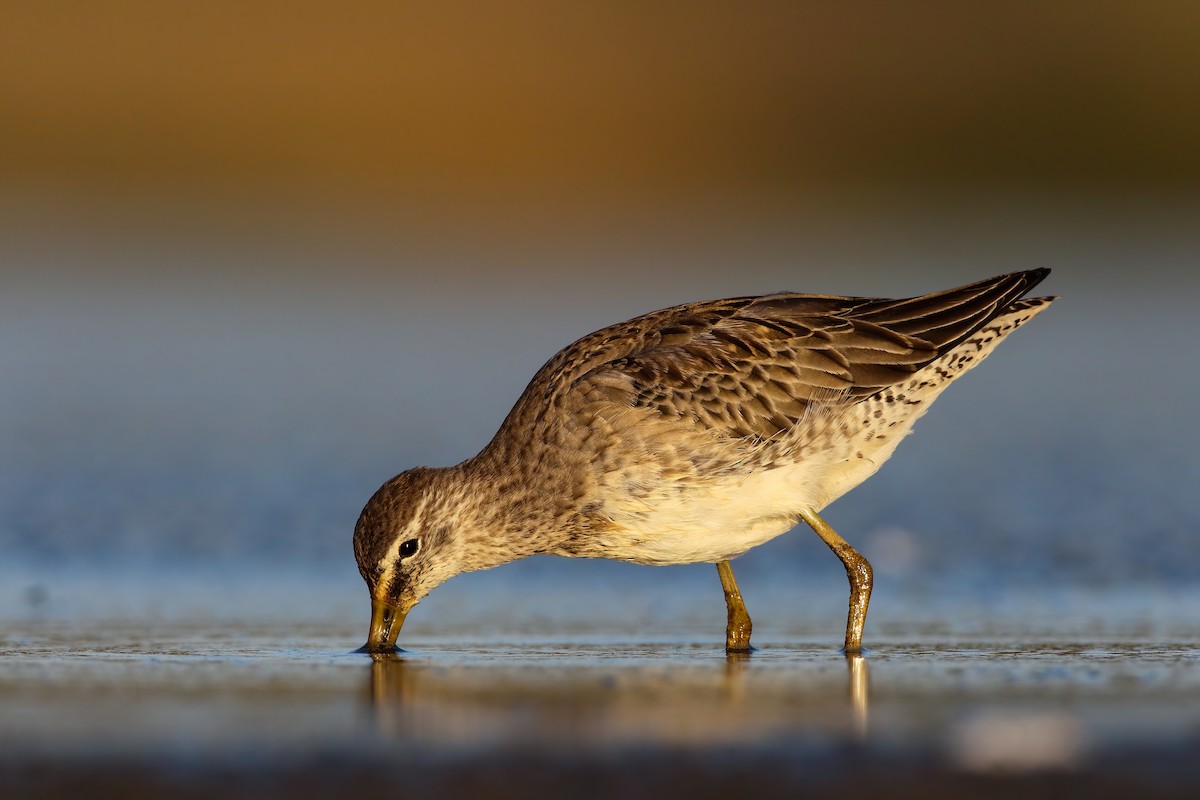 Long-billed Dowitcher - ML552695971