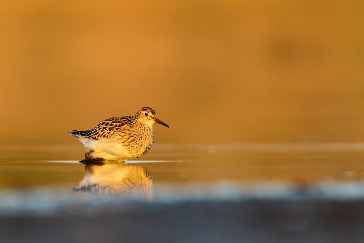 Pectoral Sandpiper - Scott Carpenter