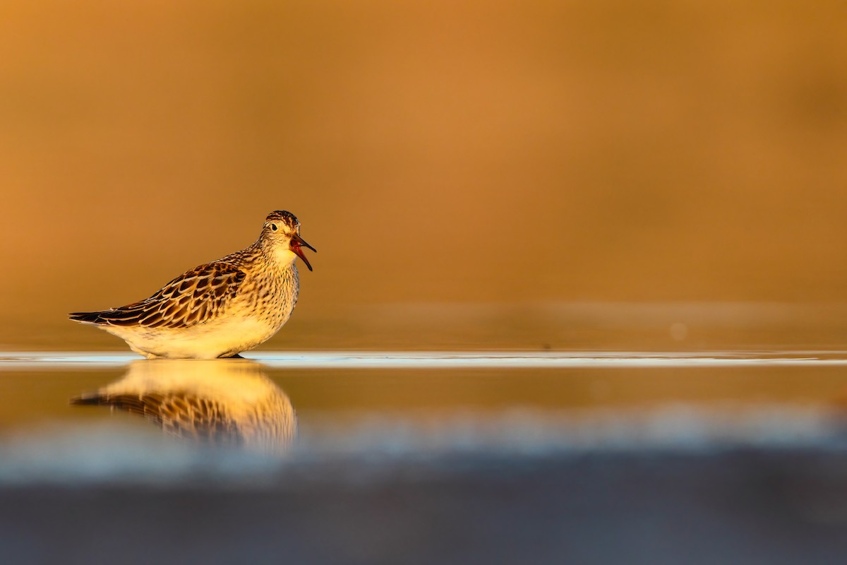 Pectoral Sandpiper - Scott Carpenter