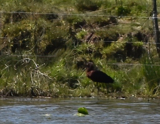 Glossy Ibis - ML552696871