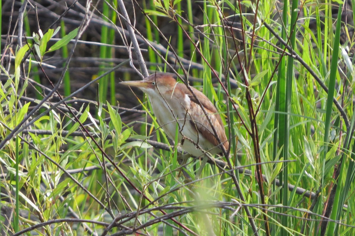 Least Bittern - ML55269951