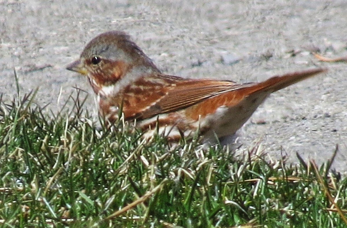 Fox Sparrow - ML552699591