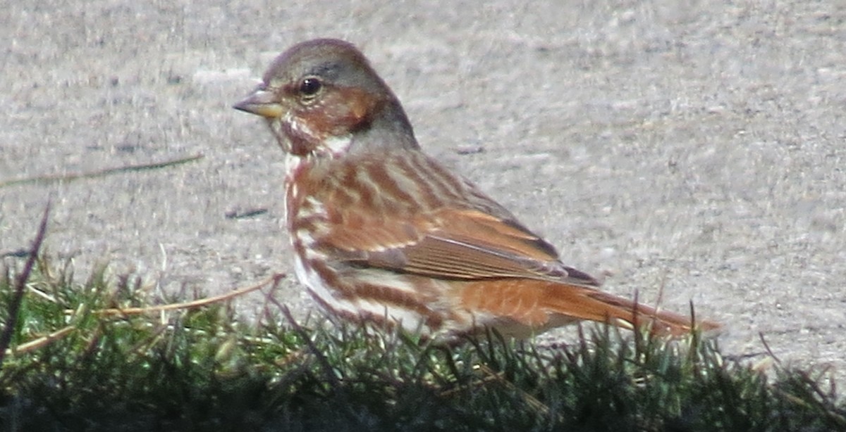 Fox Sparrow - ML552699601