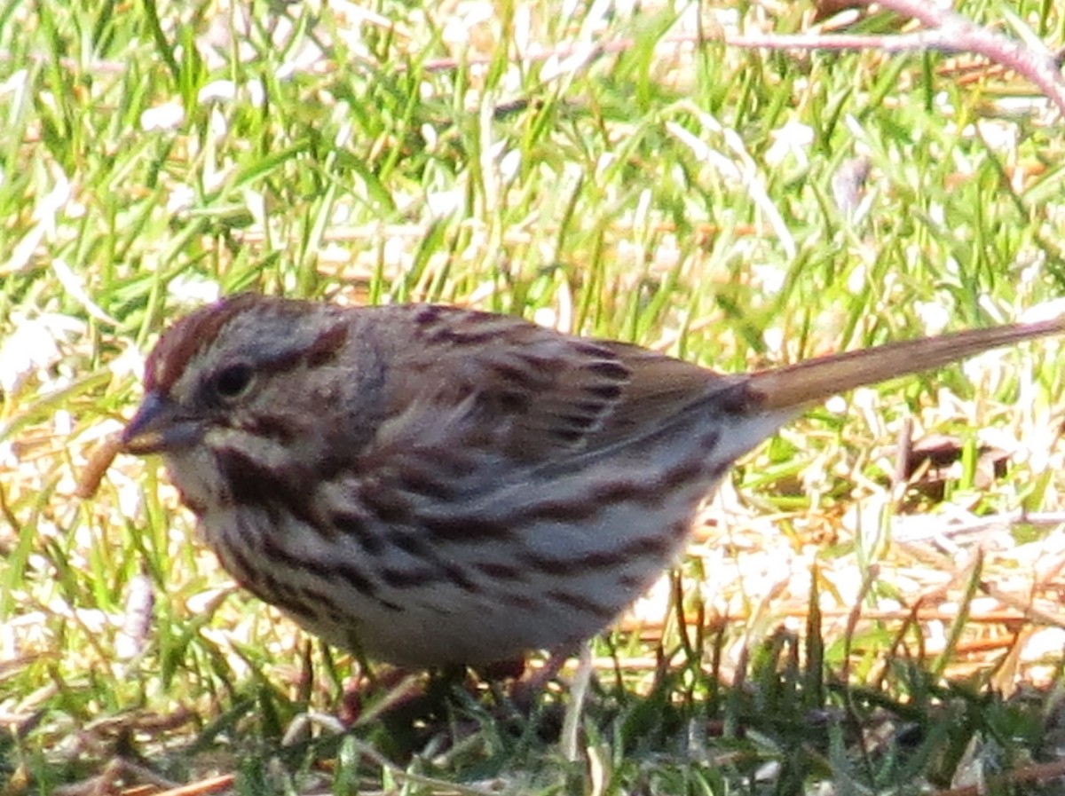 Song Sparrow - ML552699981