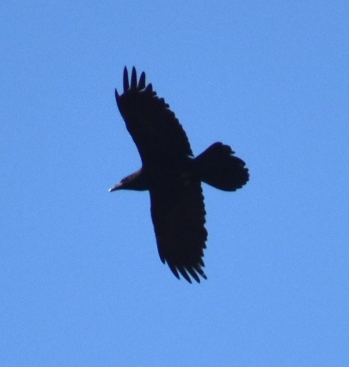 Common Raven - ML552700121