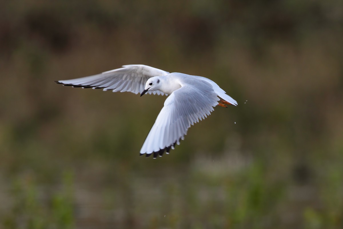 Bonaparte's Gull - Scott Carpenter