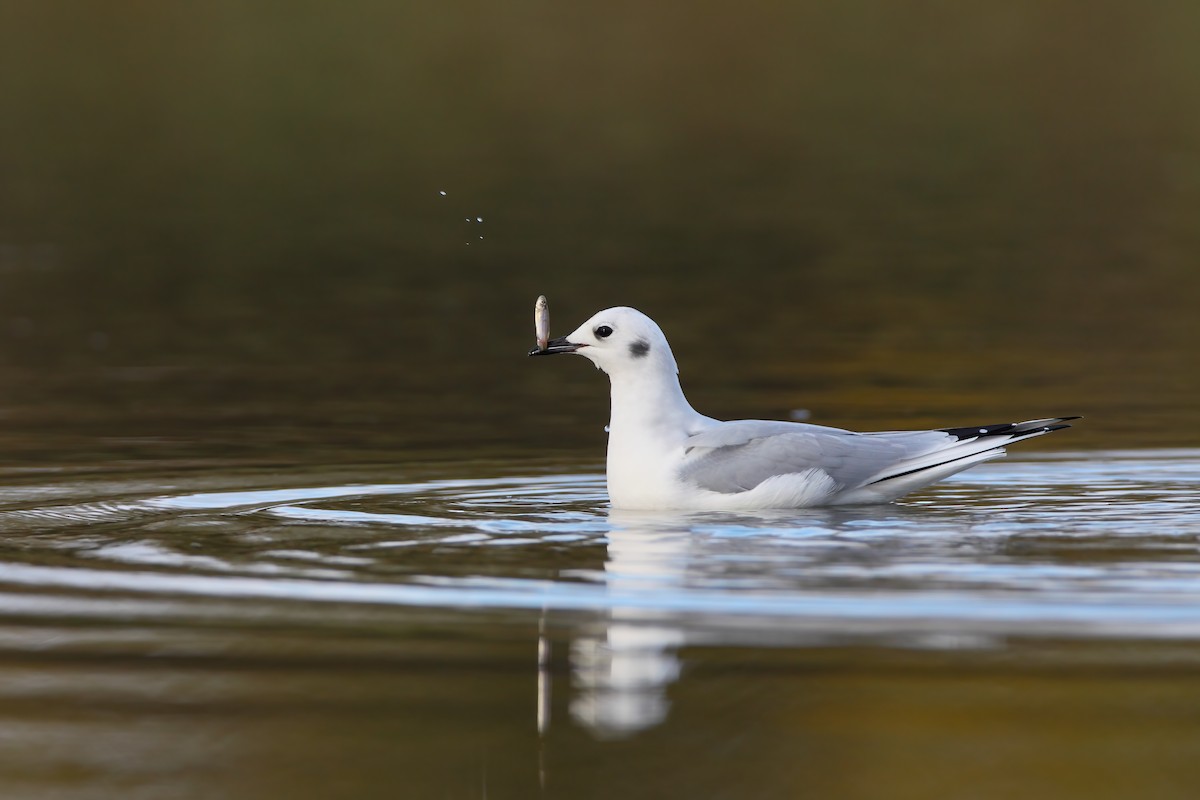 Bonaparte's Gull - ML552700731