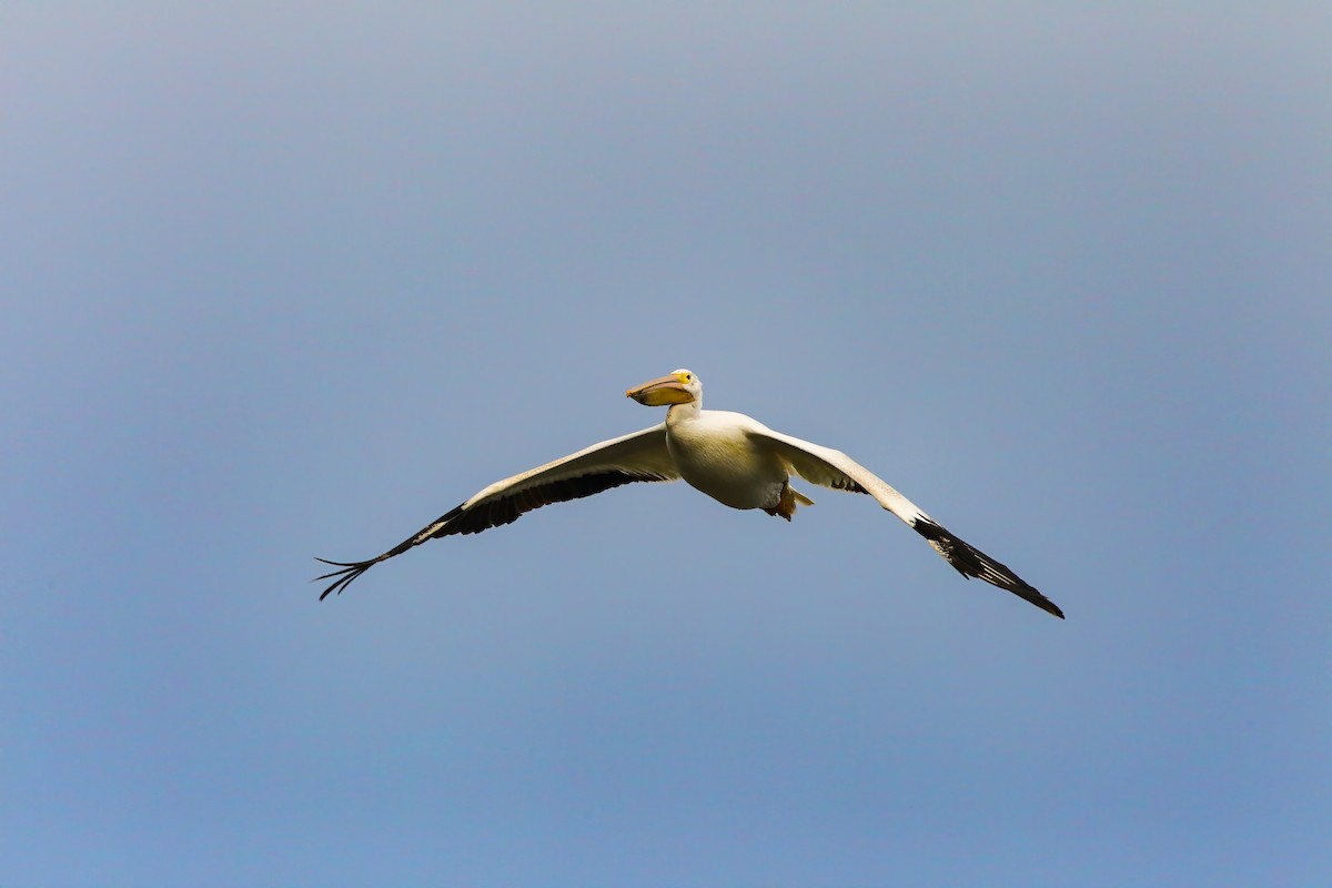 American White Pelican - ML552700841