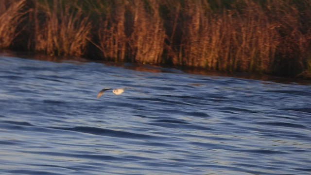 Little Gull - ML552701071