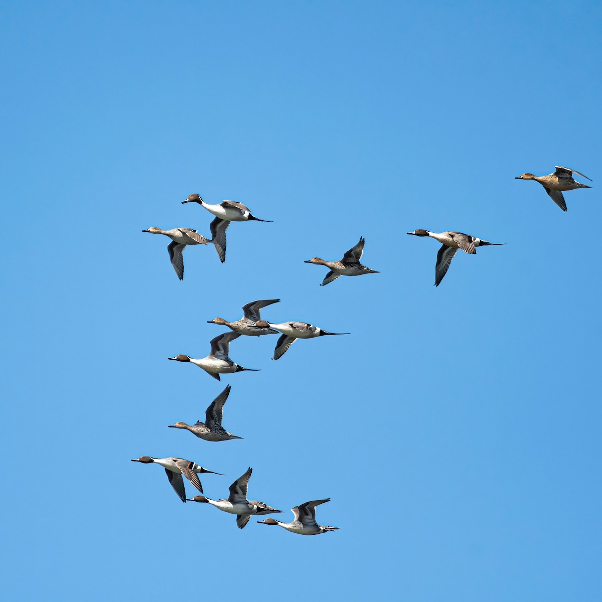 Northern Pintail - ML552701711