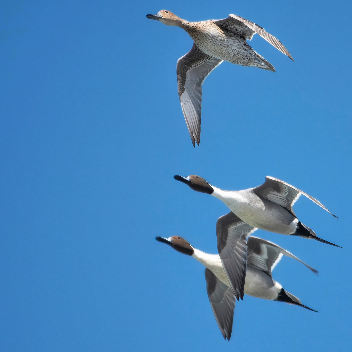 Northern Pintail - ML552701721