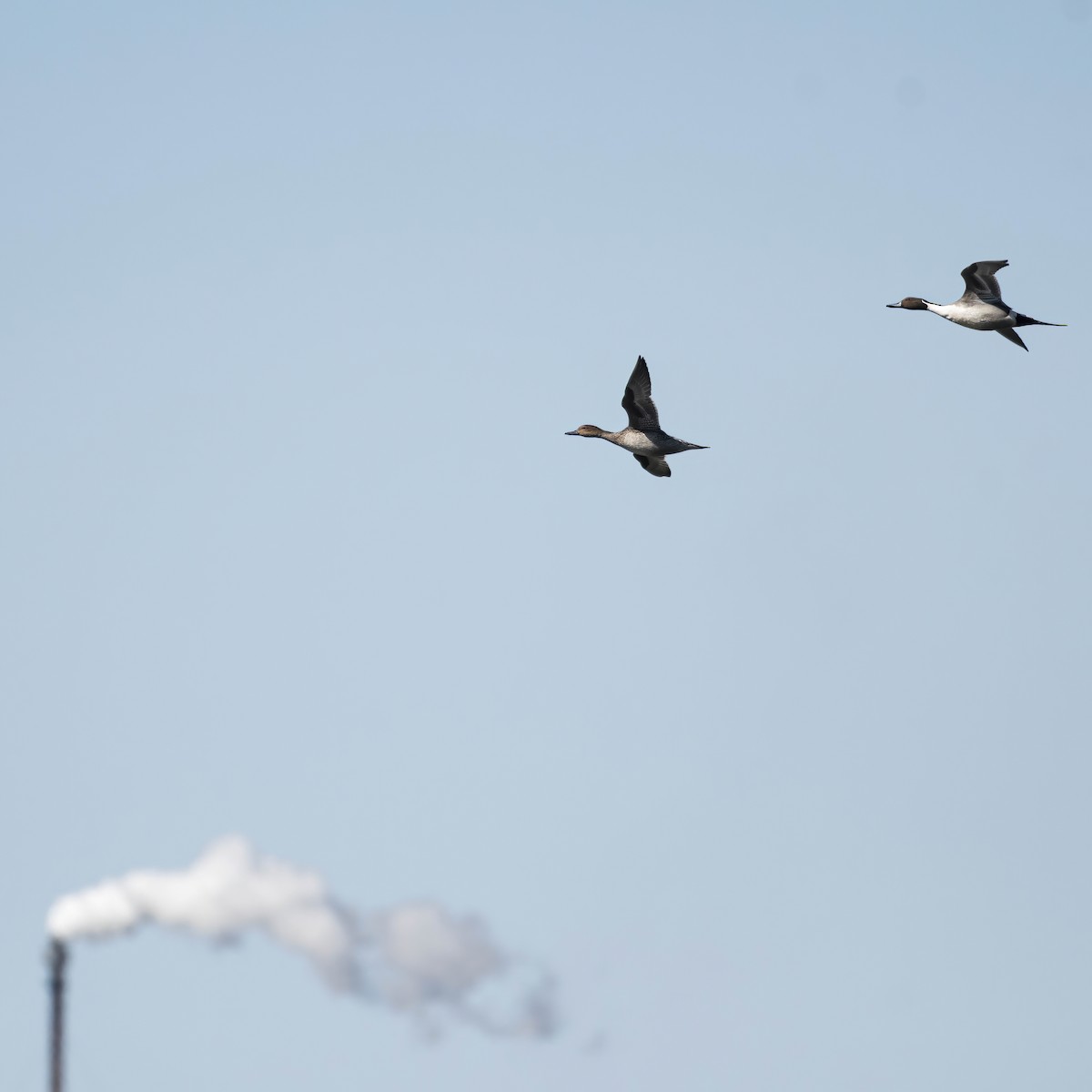 Northern Pintail - ML552701741