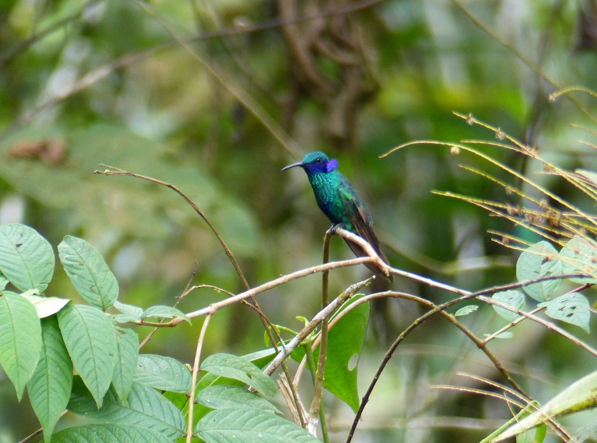 Colibrí Rutilante - ML552702241