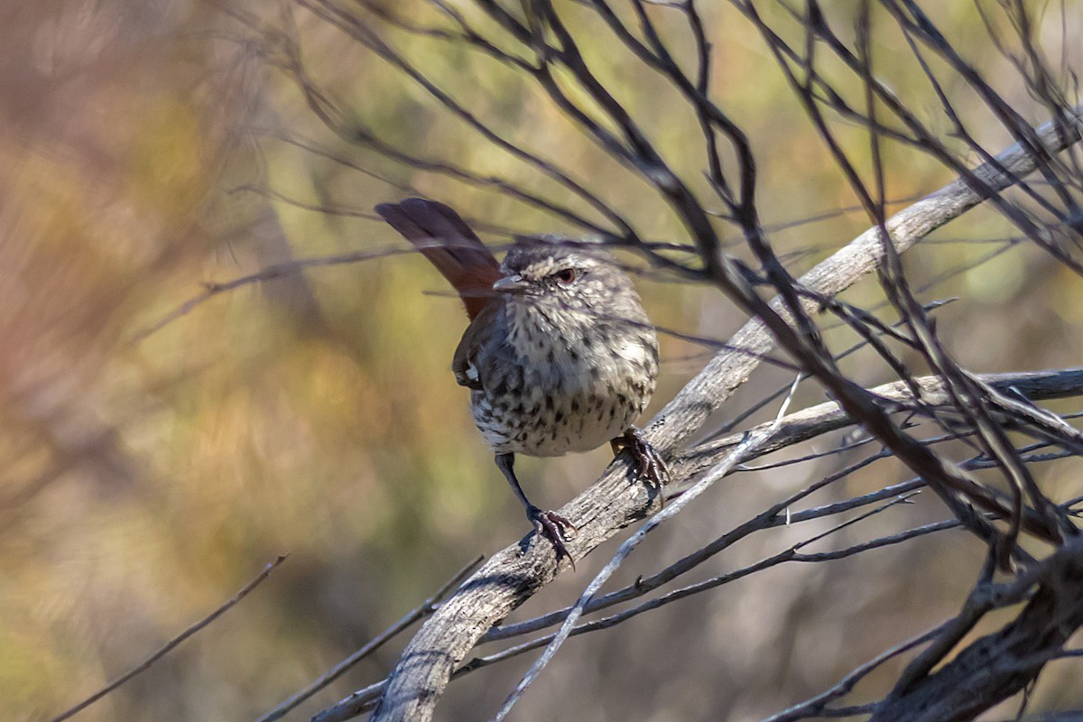 Shy Heathwren - ML552702831