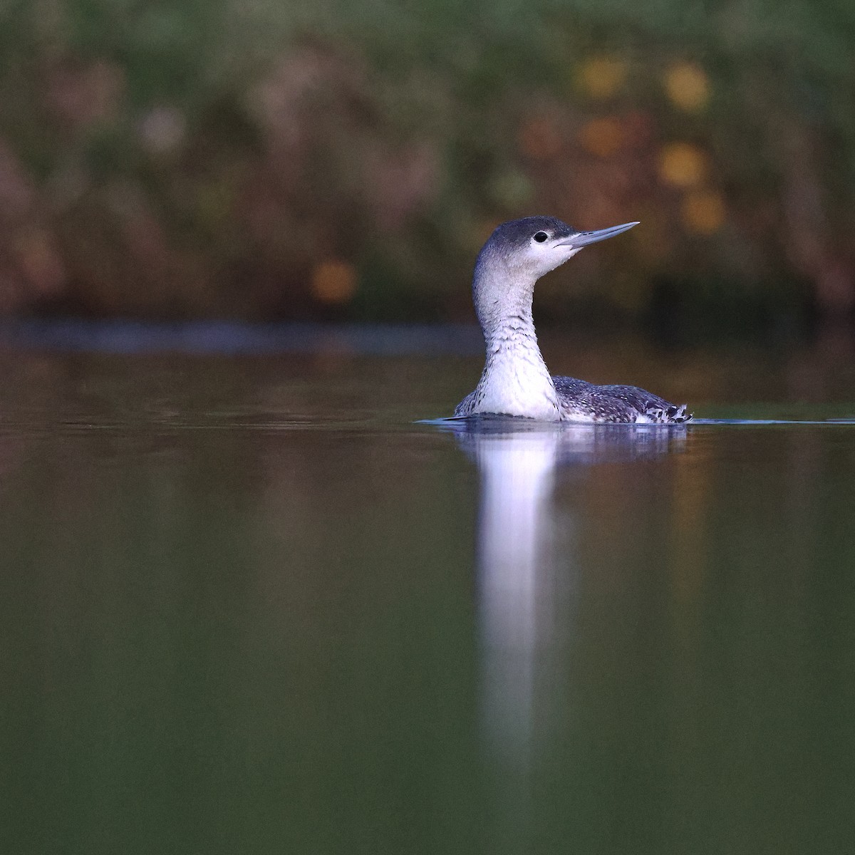 Red-throated Loon - Tasso  Cocoves