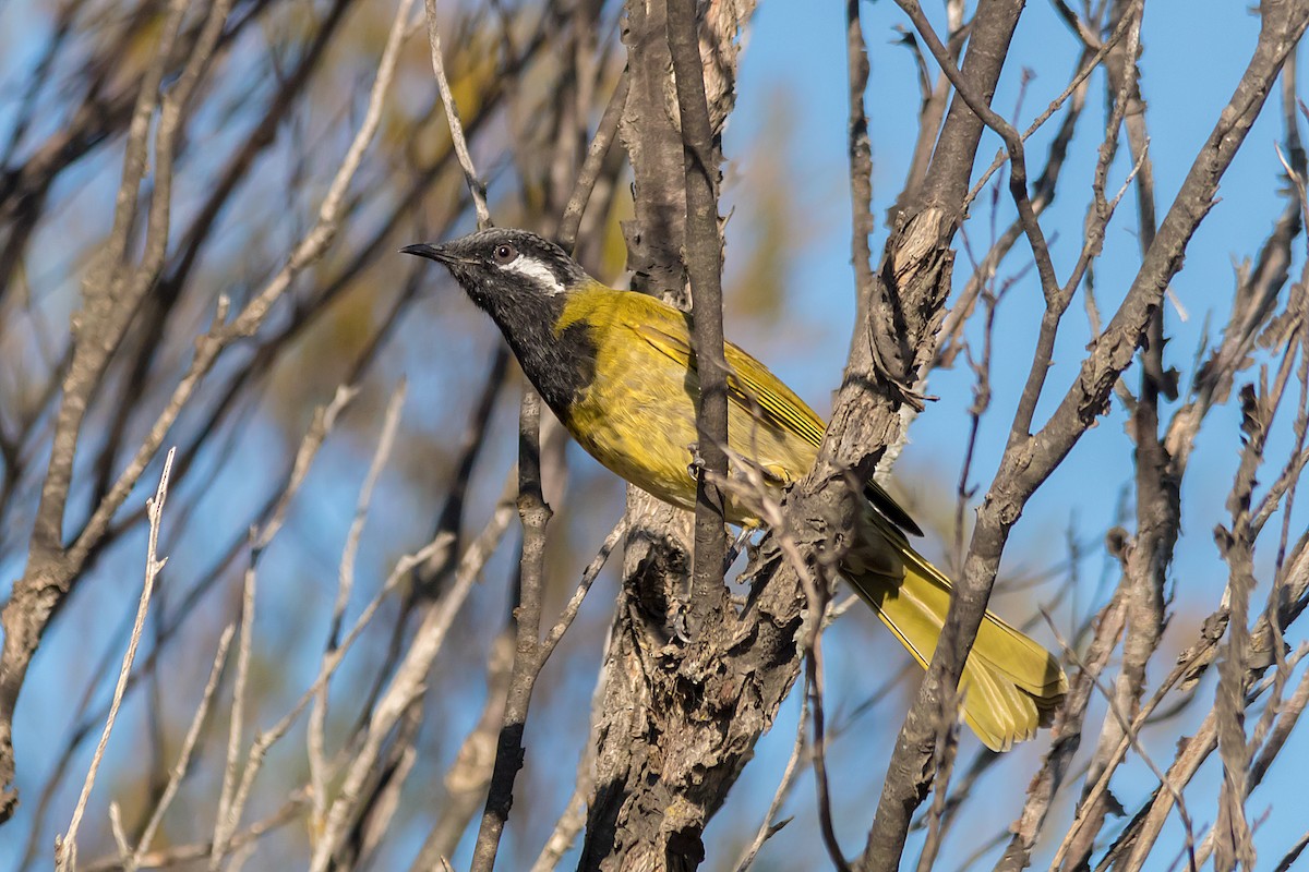 White-eared Honeyeater - ML552703511