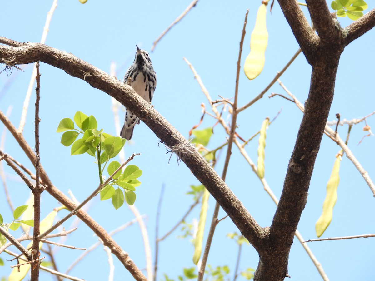 Black-and-white Warbler - ML552703661