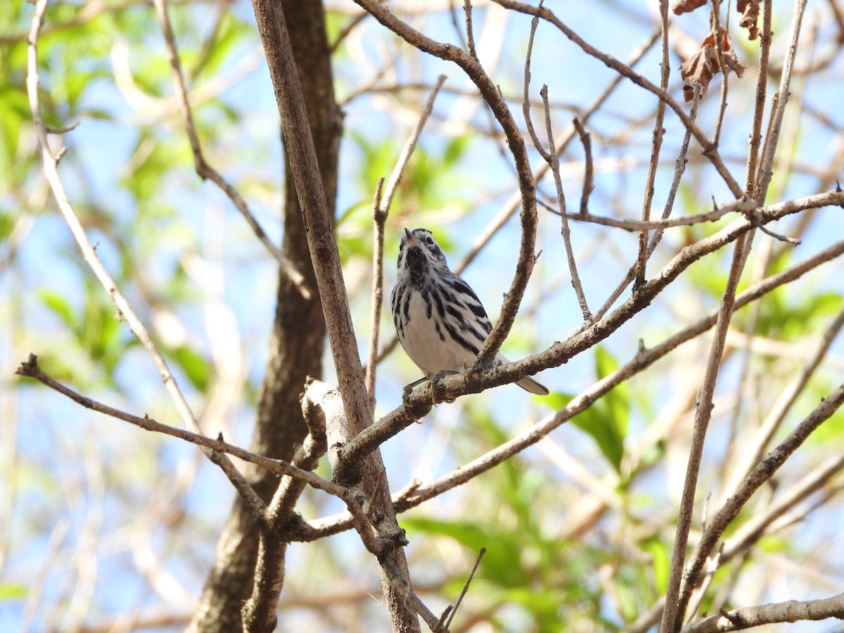 Black-and-white Warbler - ML552703701