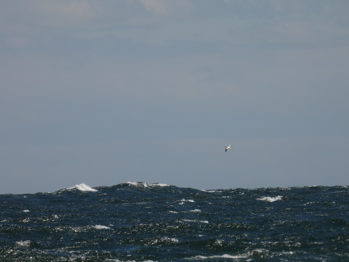 Northern Gannet - ML552704371