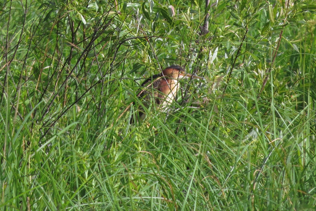 Least Bittern - ML55270561