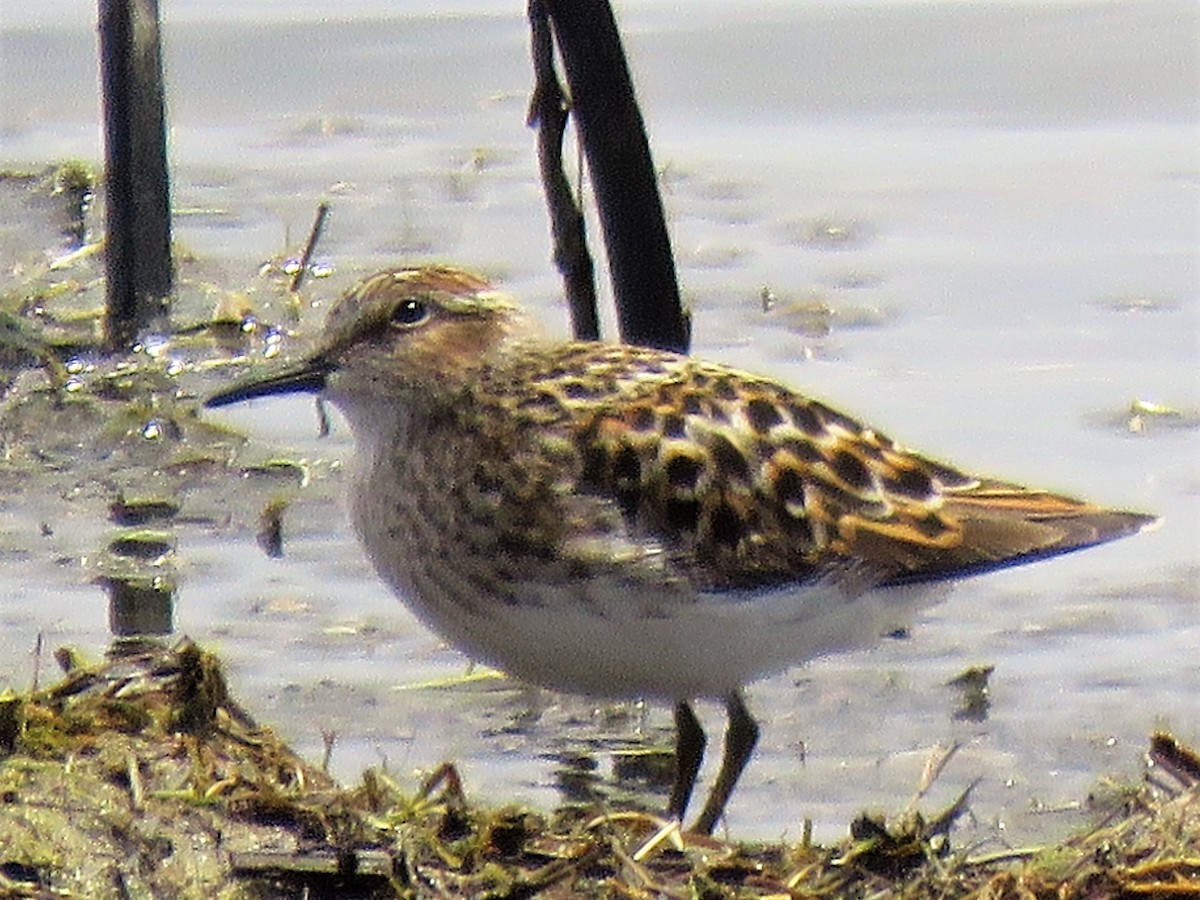 Least Sandpiper - ML55270621
