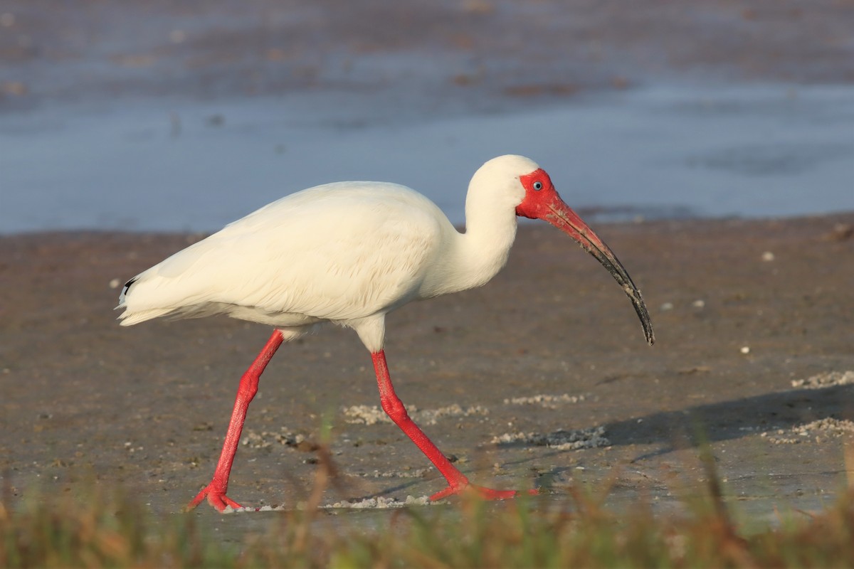 White Ibis - Margaret Viens