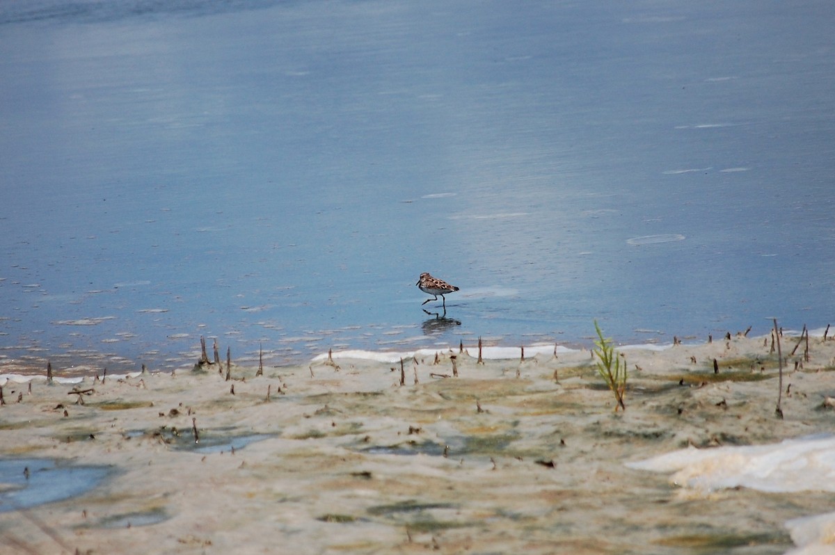 Least Sandpiper - Keely Ferrando