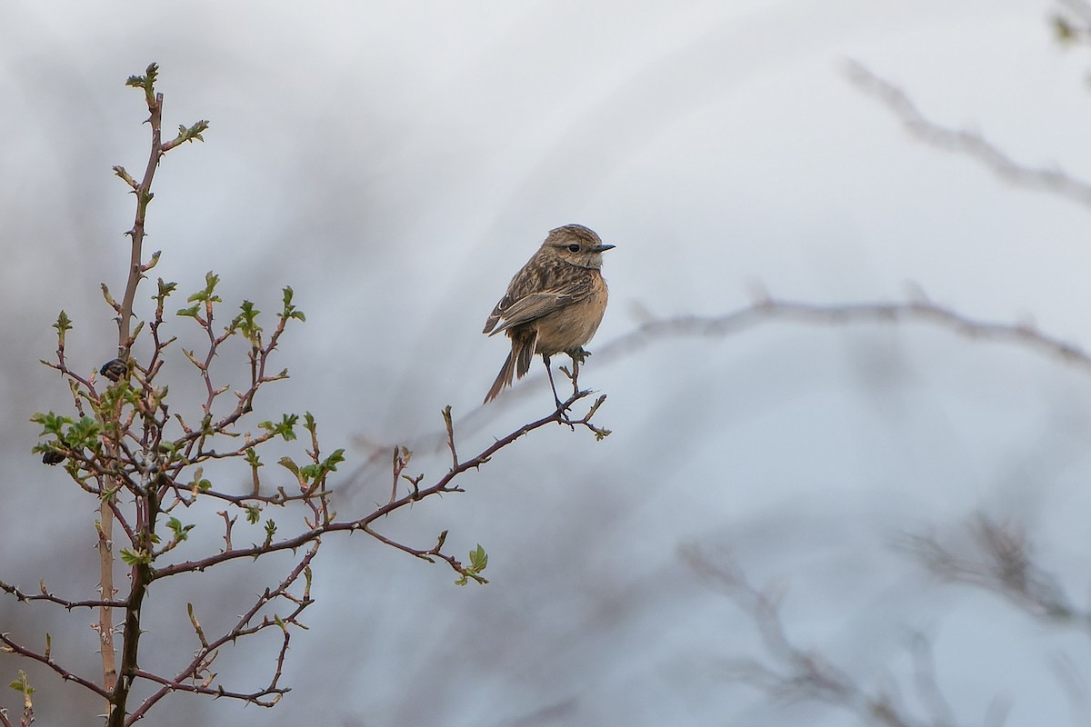 European Stonechat - ML552707261