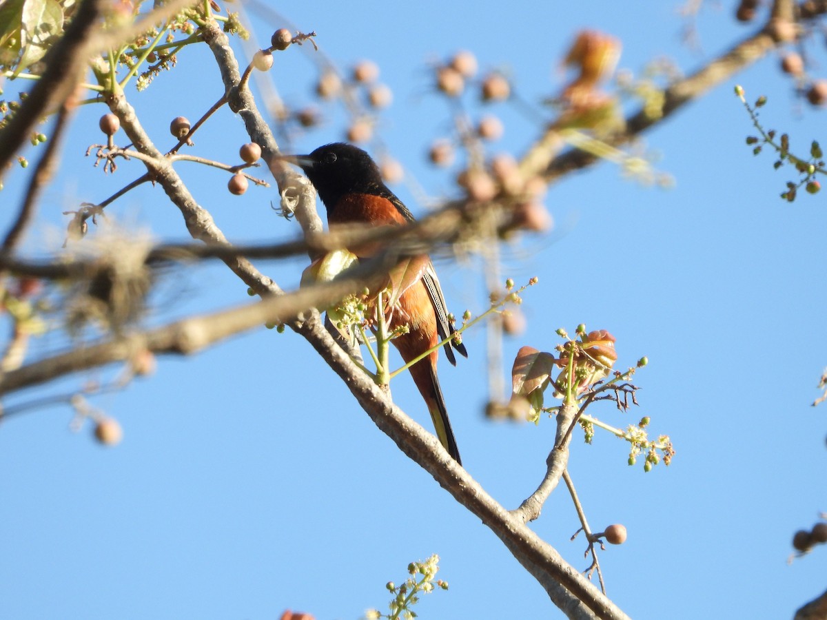 Orchard Oriole - ML552707491