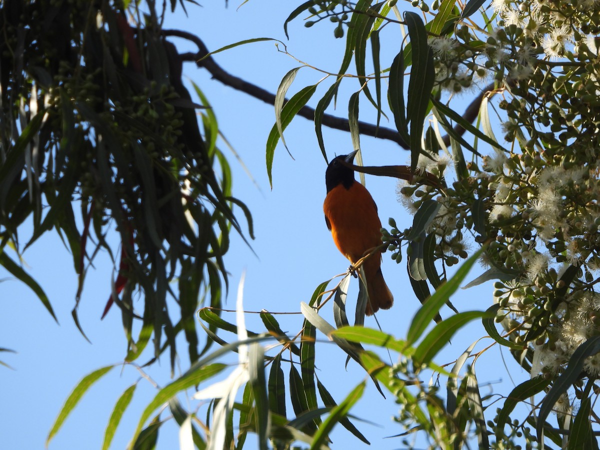 Orchard Oriole - ML552707501