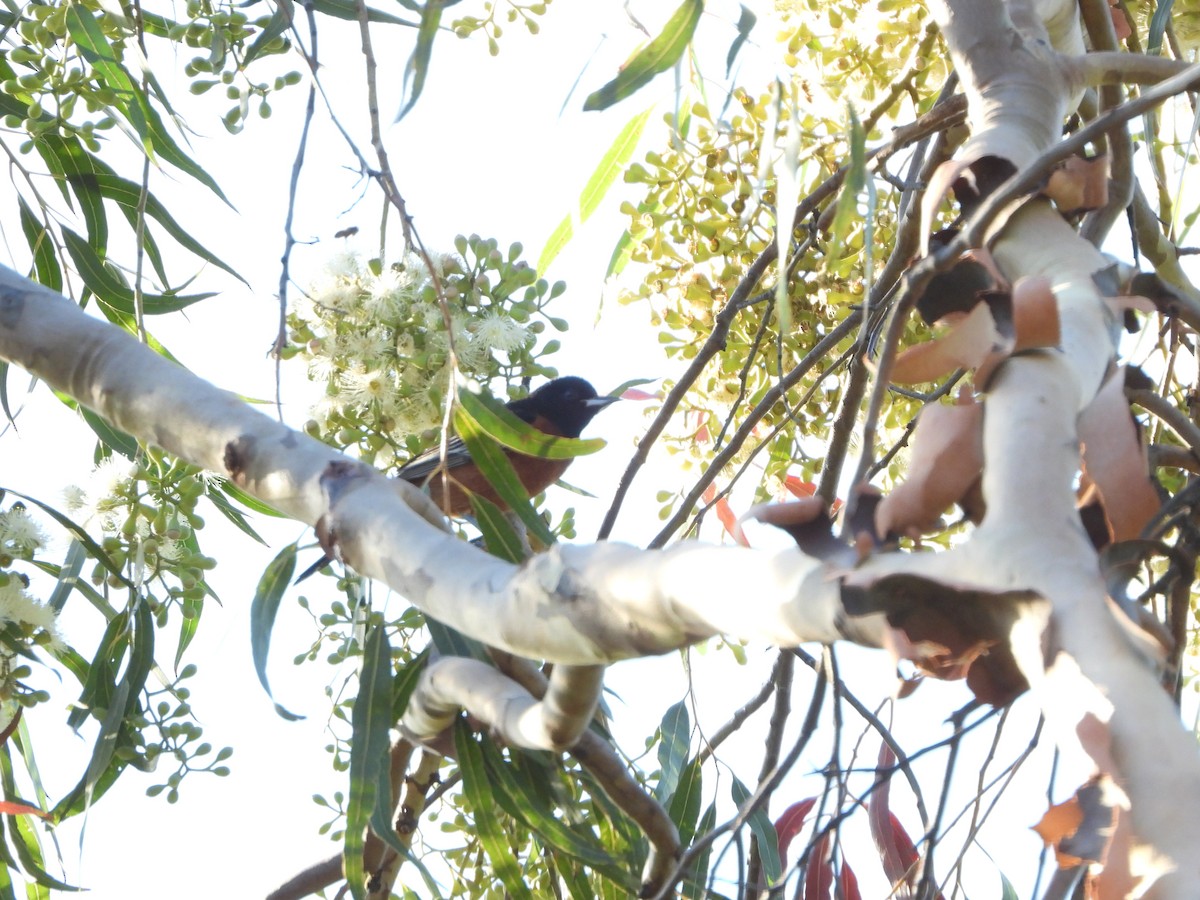 Orchard Oriole - Andrea Aguilar