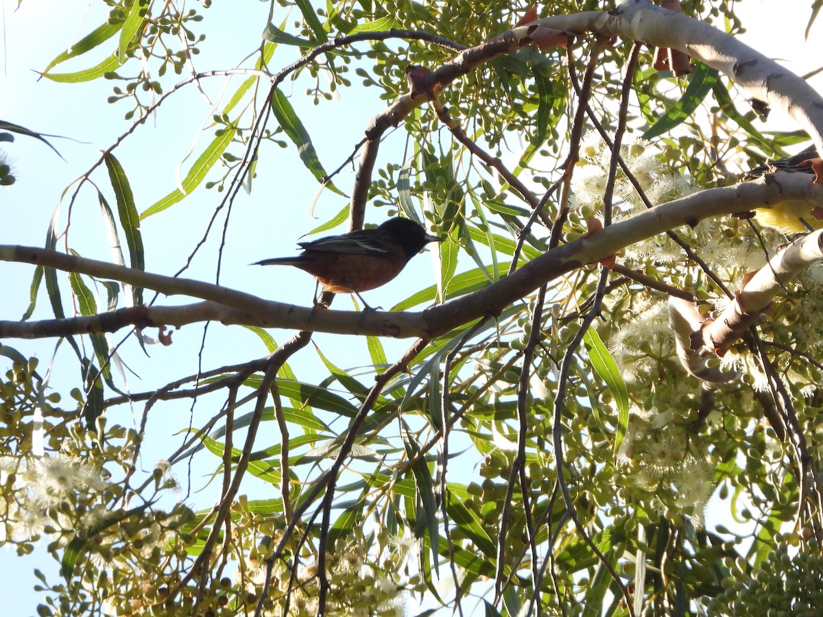 Orchard Oriole - ML552707531