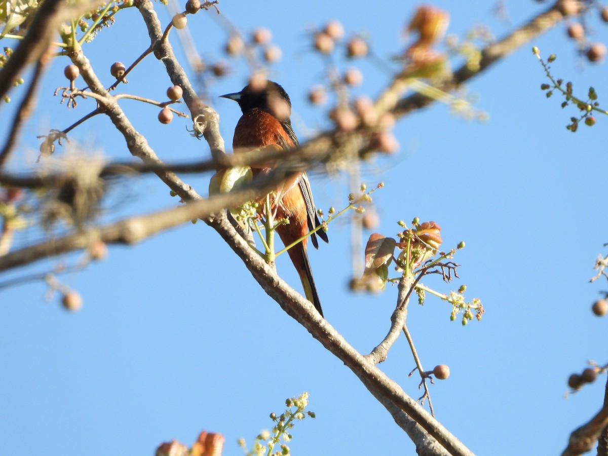 Orchard Oriole - ML552707561