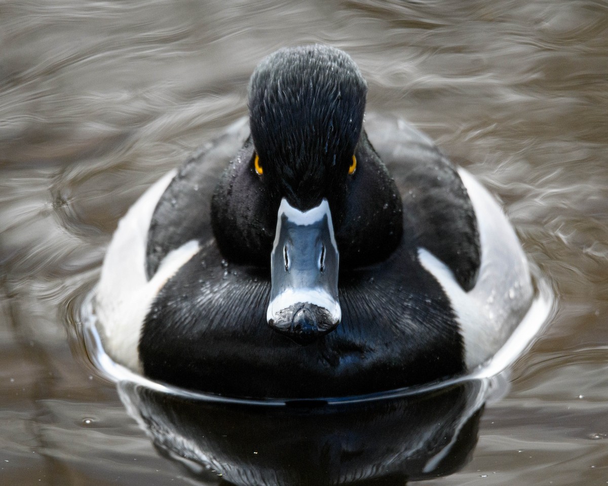 Ring-necked Duck - ML552708341