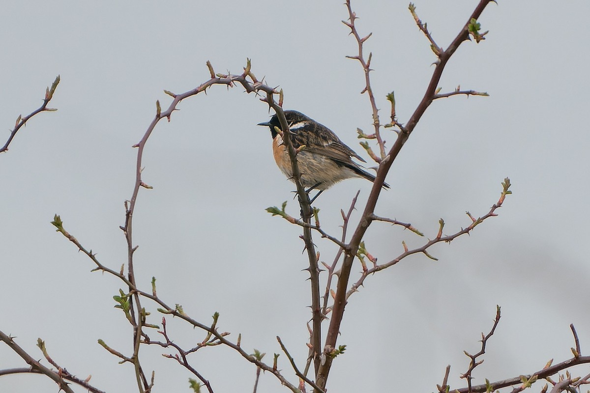 European Stonechat - ML552708751