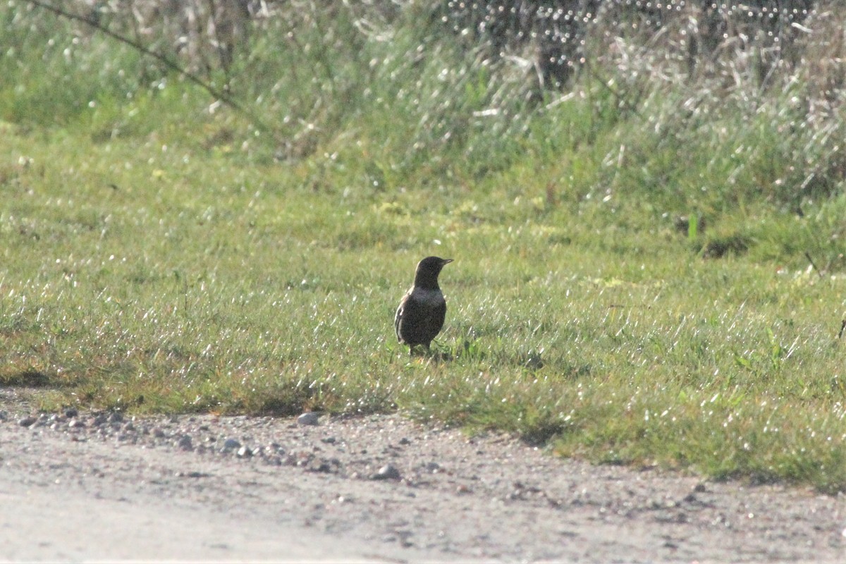 Ring Ouzel - ML552709411