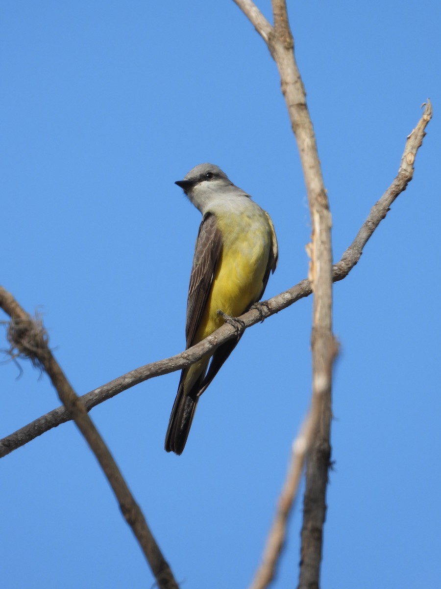 Western Kingbird - ML552709711