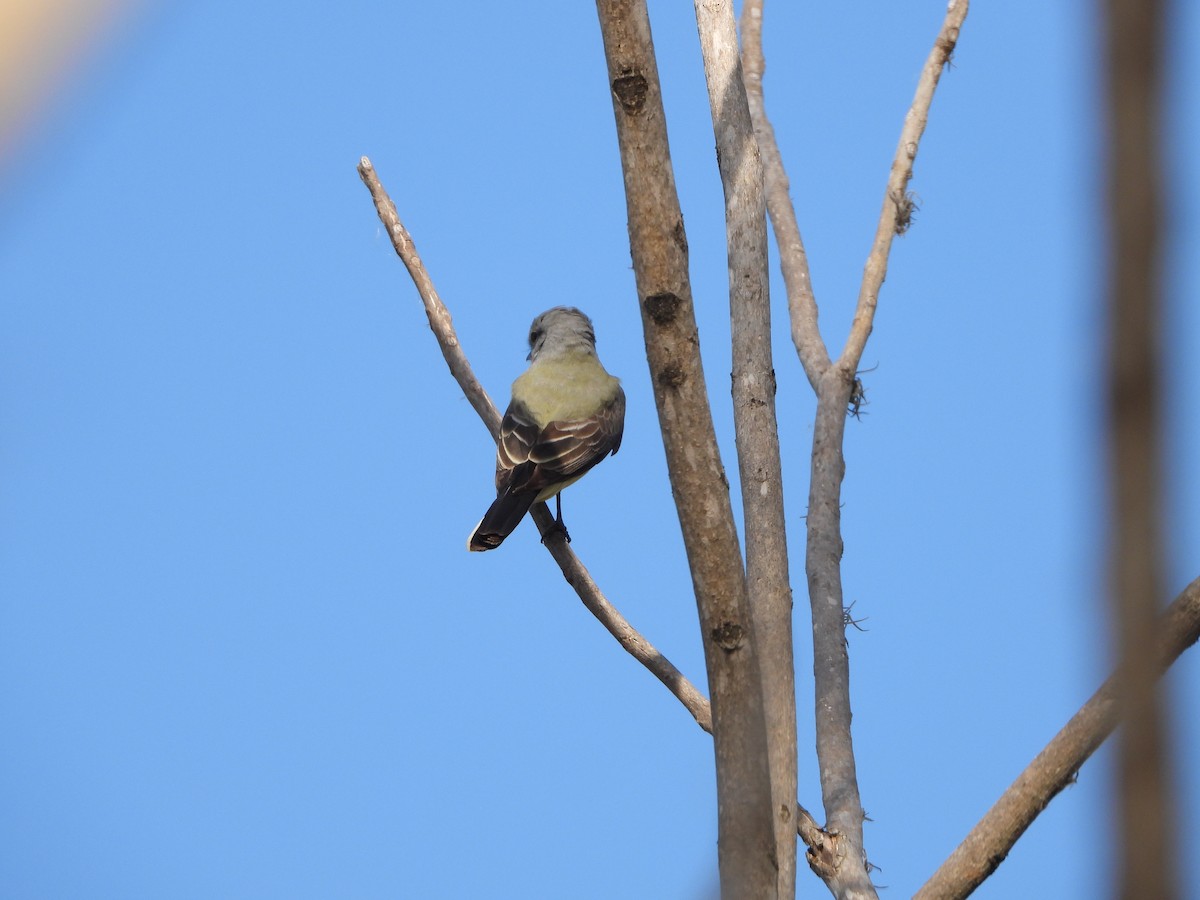 Western Kingbird - ML552709721