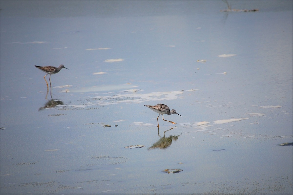 gulbeinsnipe - ML55271101