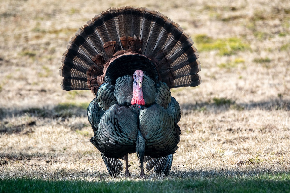 Wild Turkey - Gale VerHague