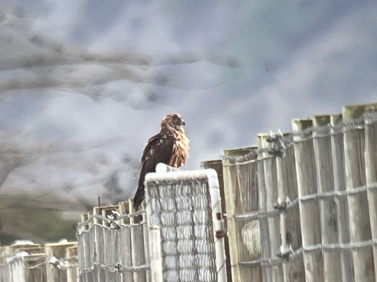 Swamp Harrier - John Hague