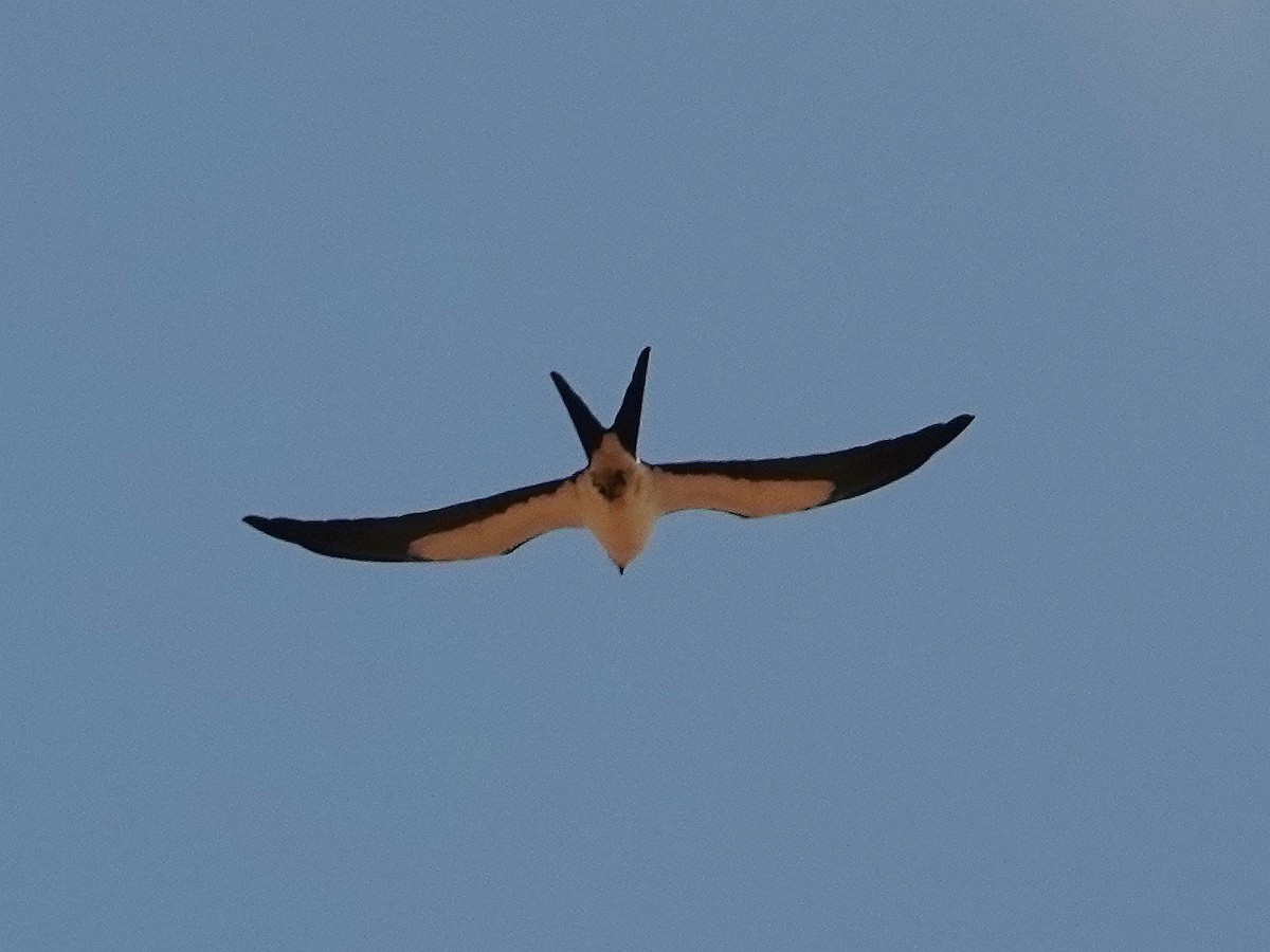 Swallow-tailed Kite - Gary Martindale