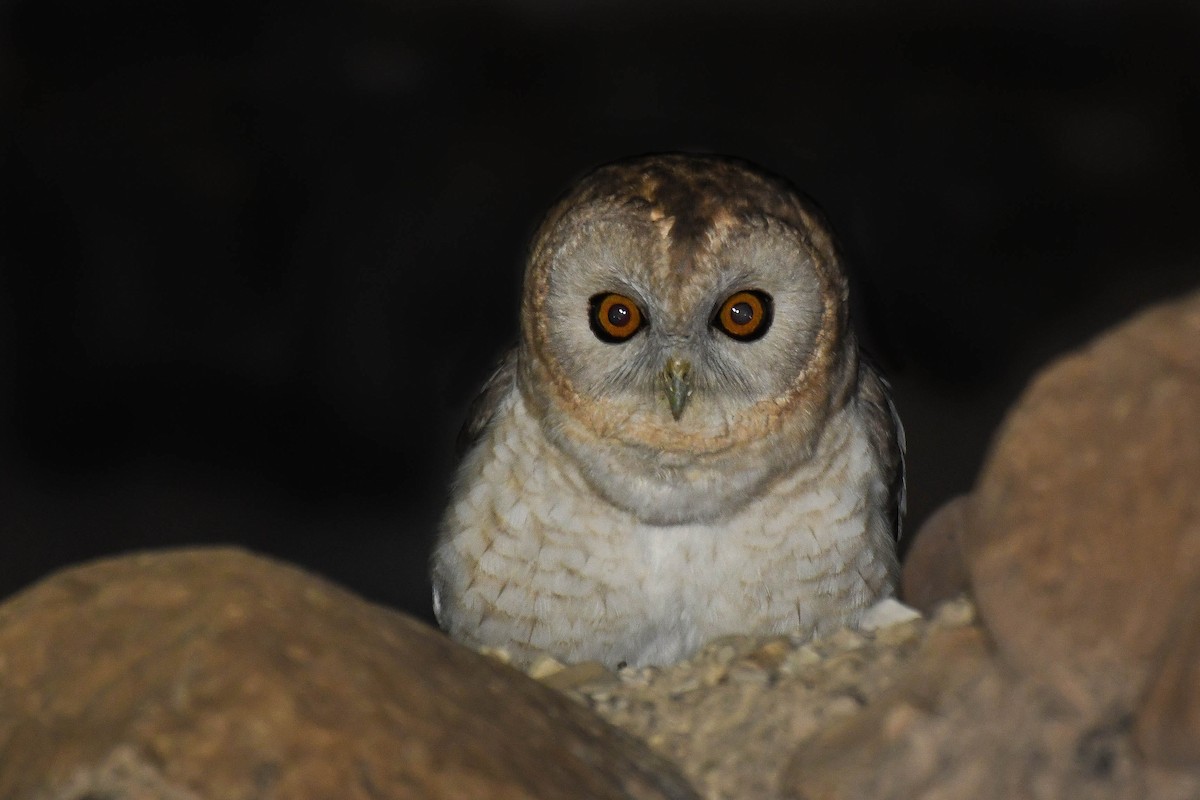 Desert Owl - ML552711701