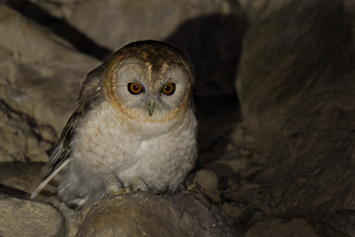 Desert Owl - ML552711711